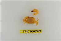 藏品(礁石假團扇蟹)的圖片